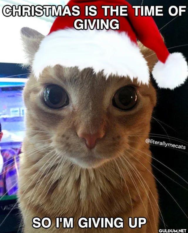 CHRISTMAS IS THE TIME OF...