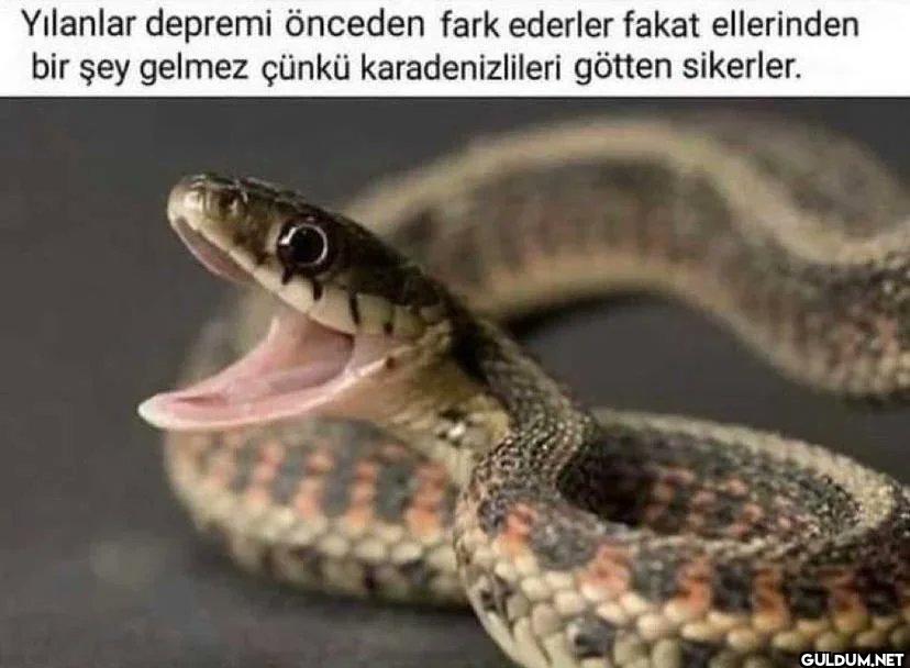 karadeniz thread   ...