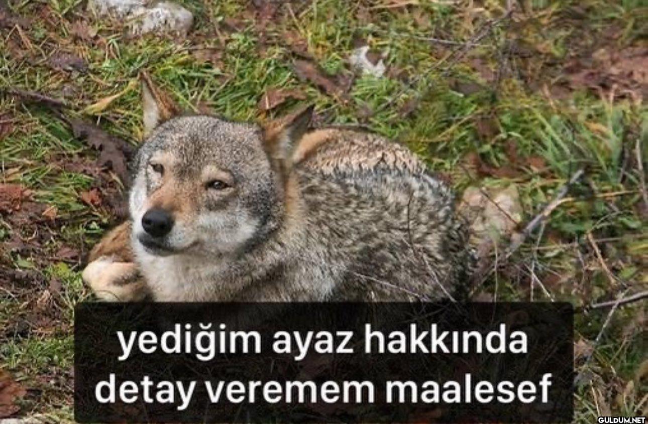 yediğim ayaz hakkında...