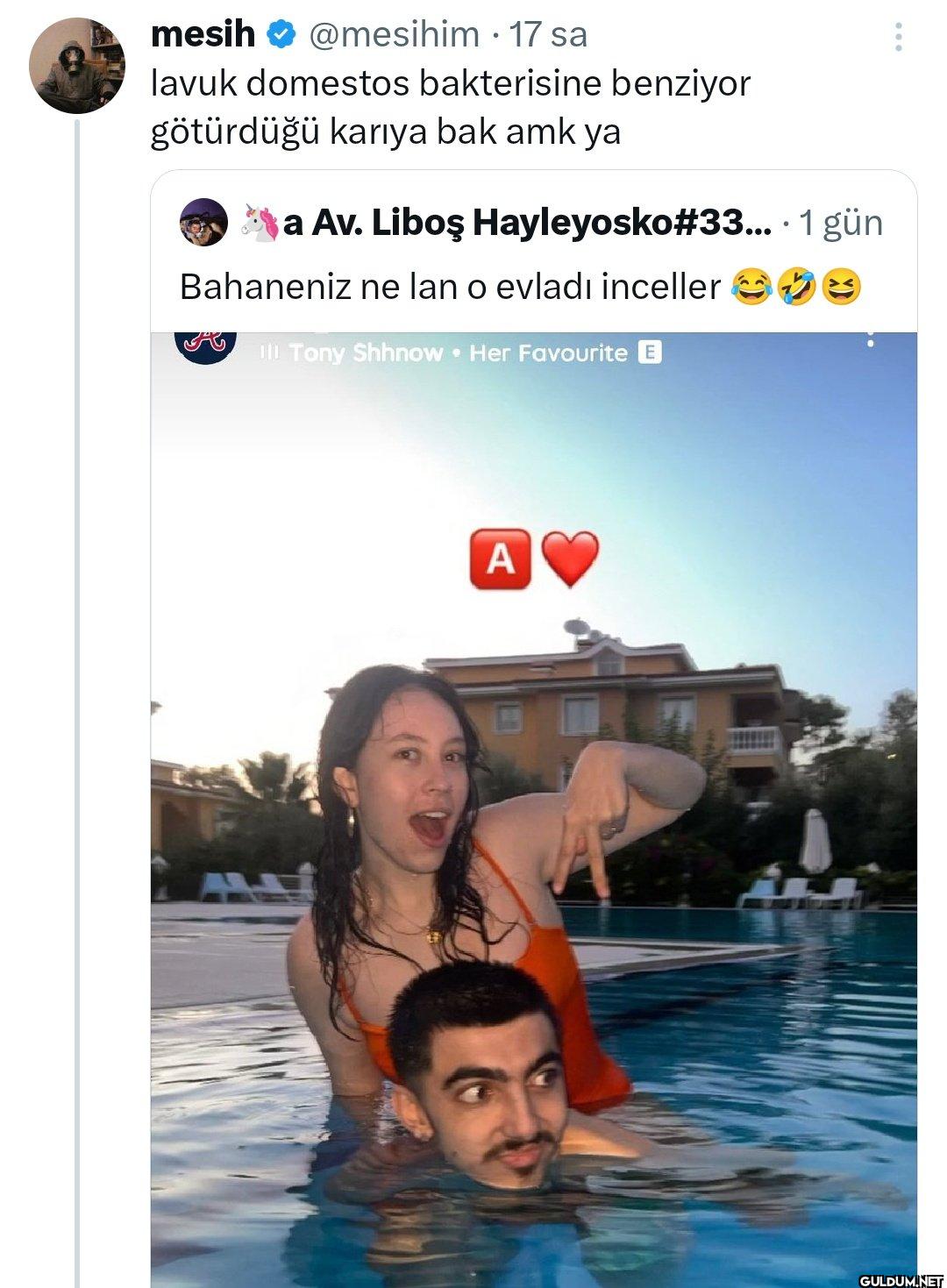 17 sa lavuk domestos...
