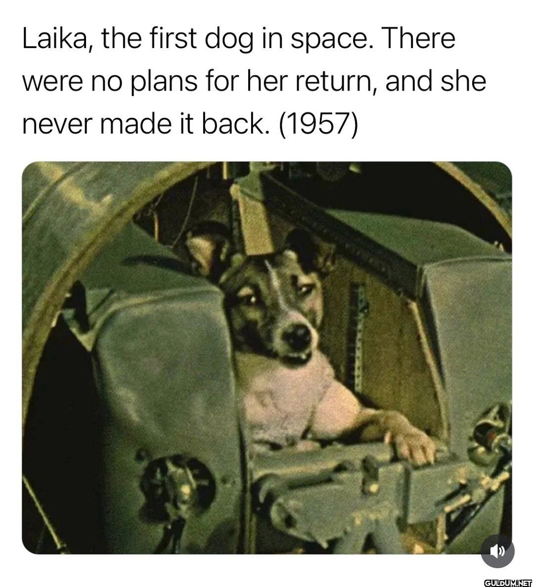 Laika, a stray dog from...