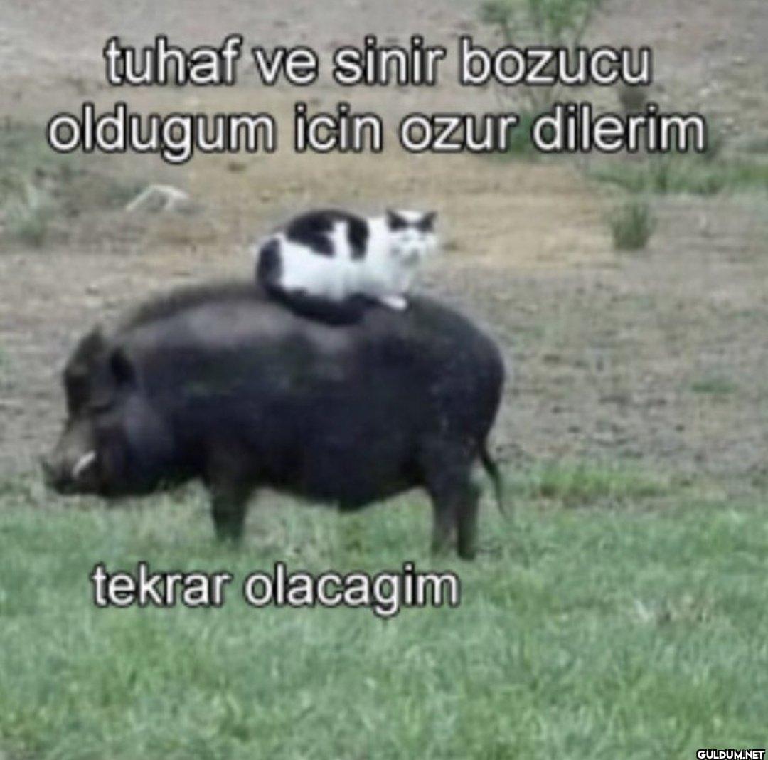 tuhaf ve sinir bozucu...