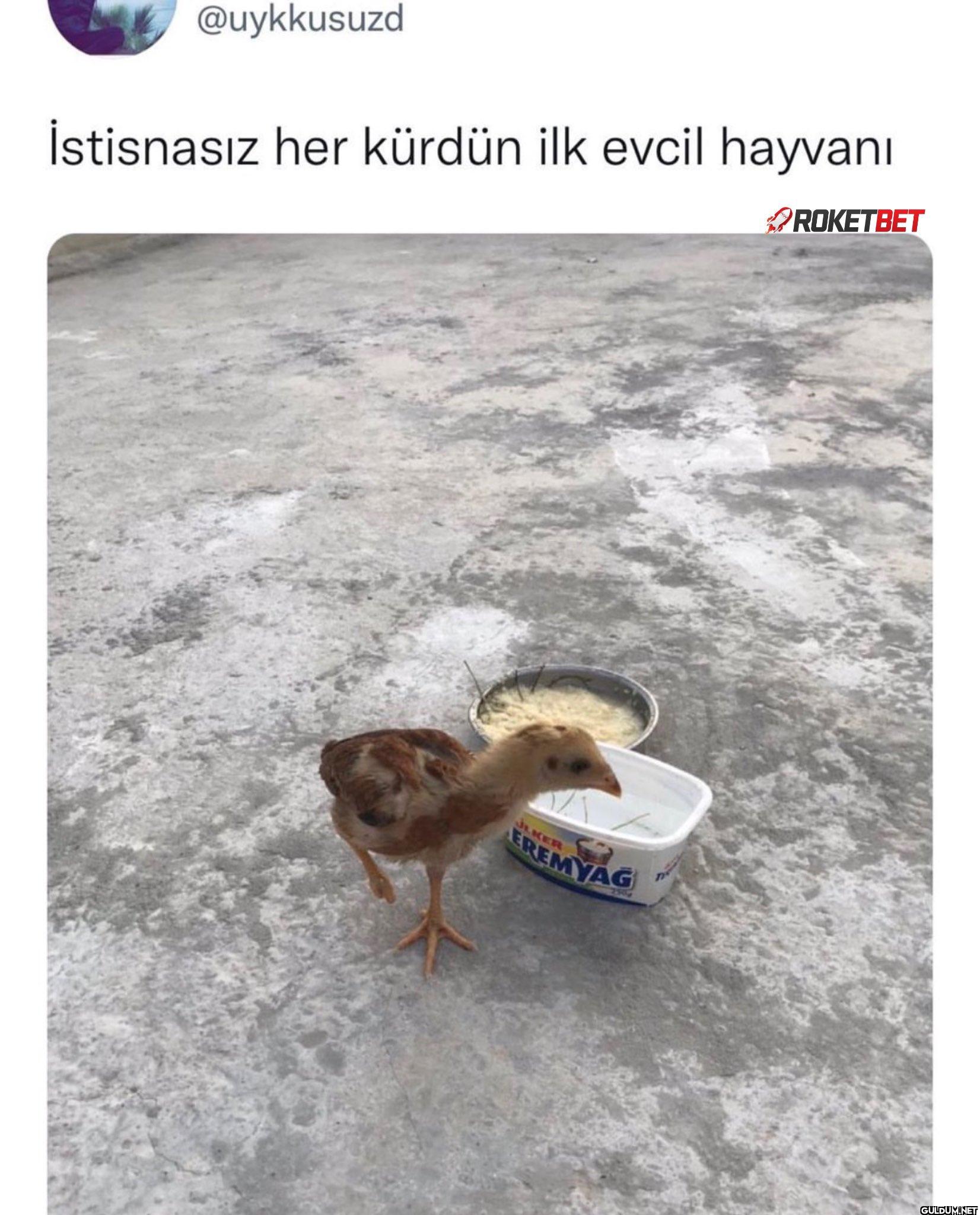 İstisnasız her kürdün ilk...