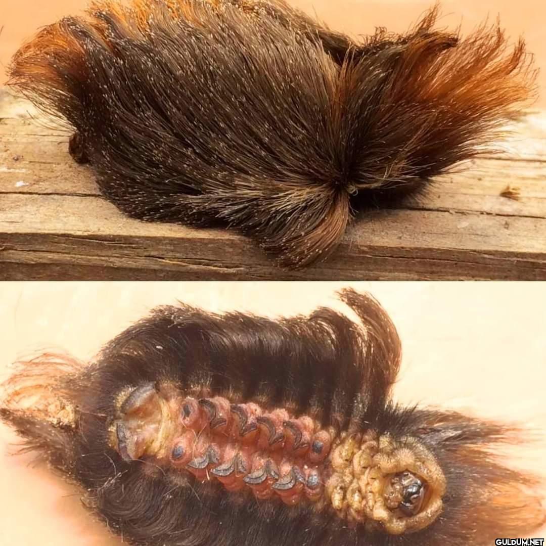 This is not a clump of...