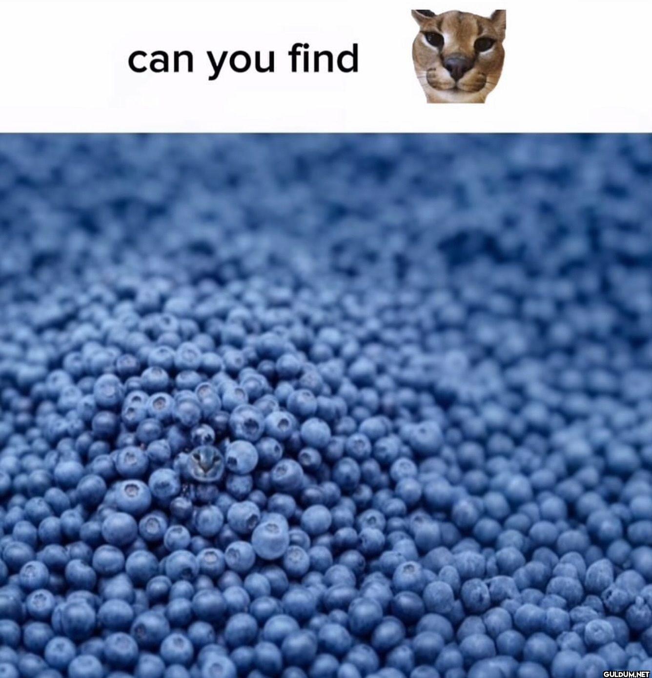 can you find