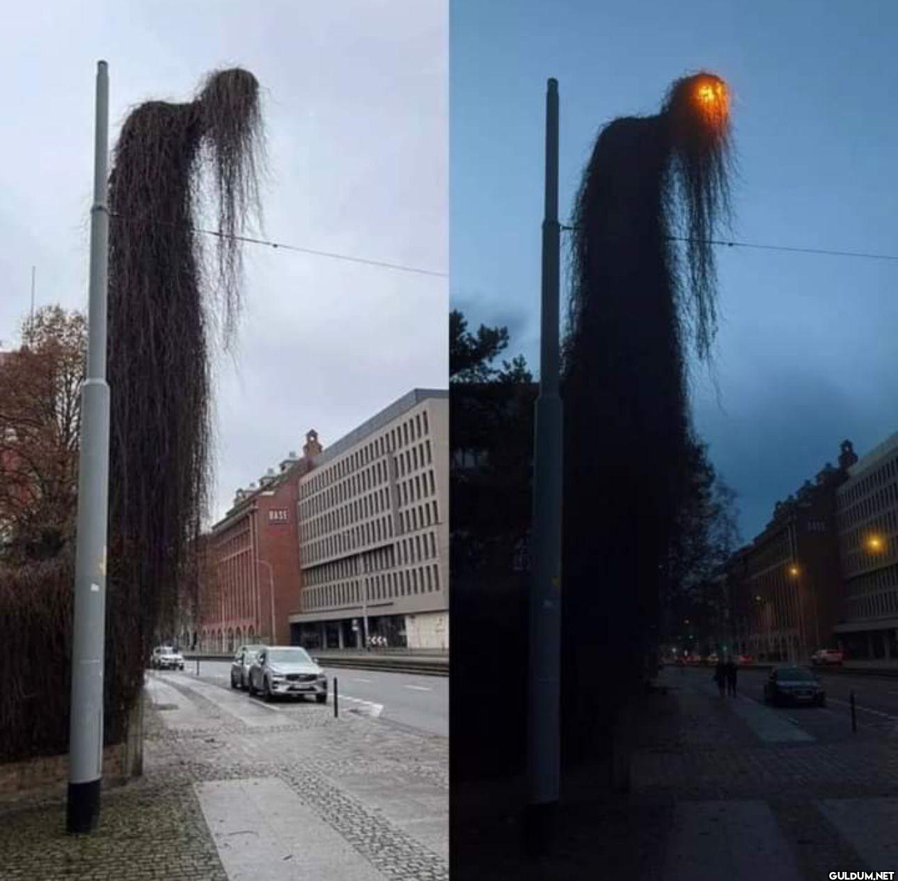 This overgrown light pole...