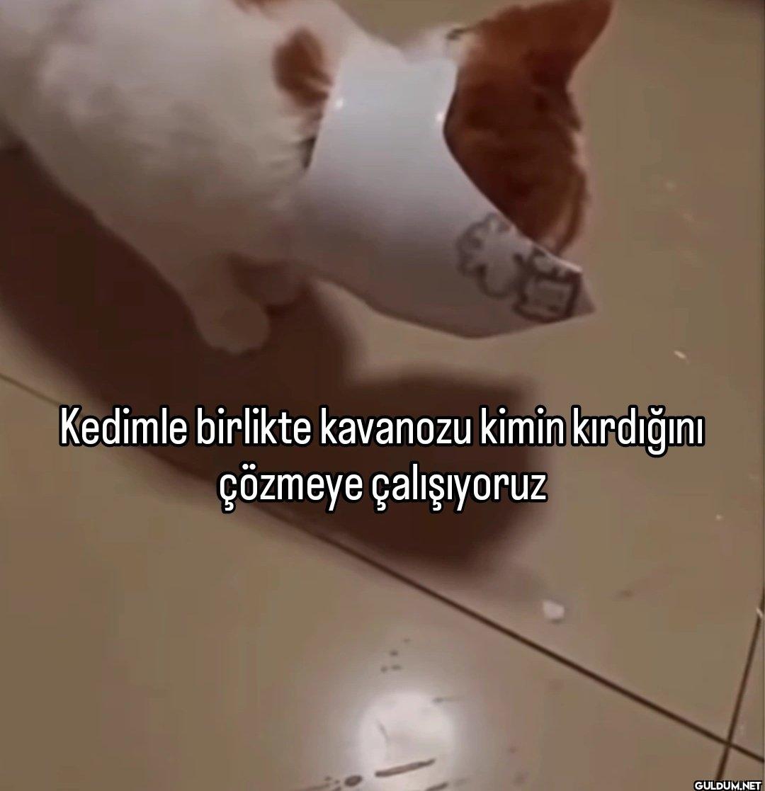 Kedimle birlikte kavanozu...