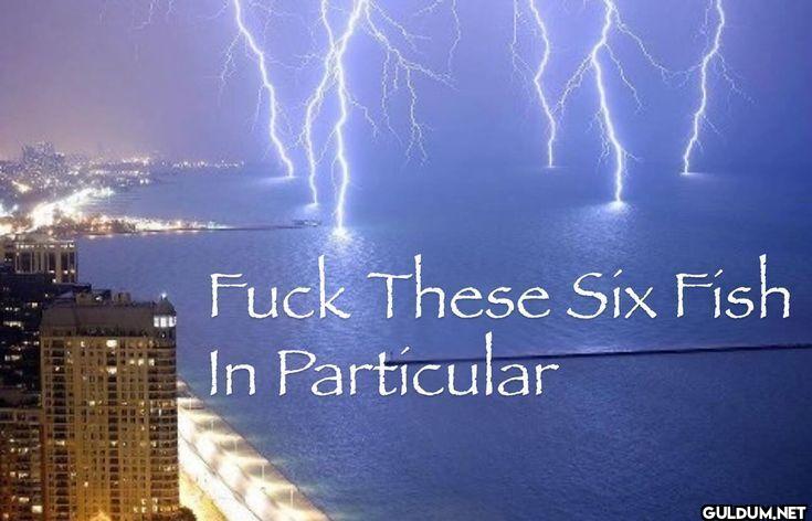 Fuck These Six Fish In Particular