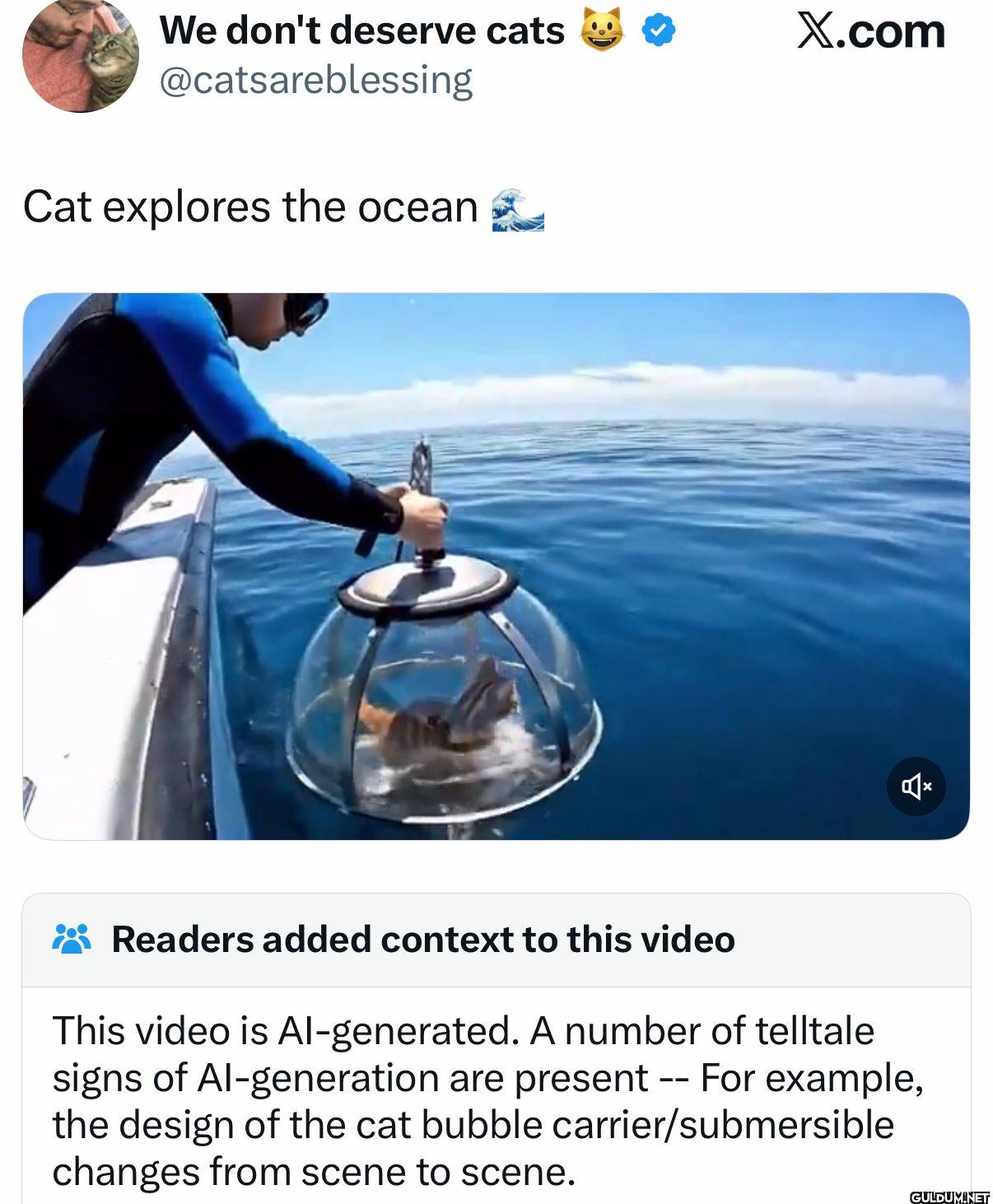 Cat explores the ocean....