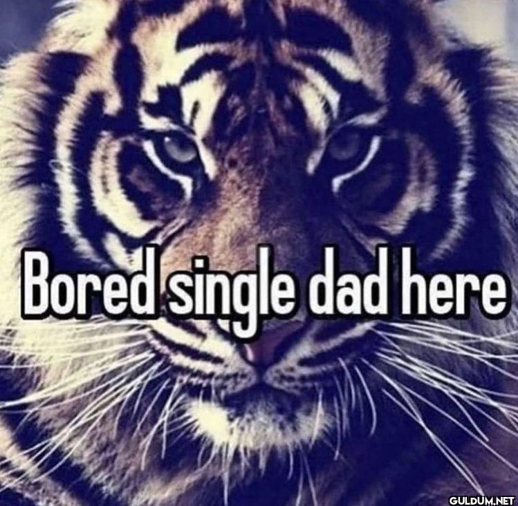 Bored single dad here