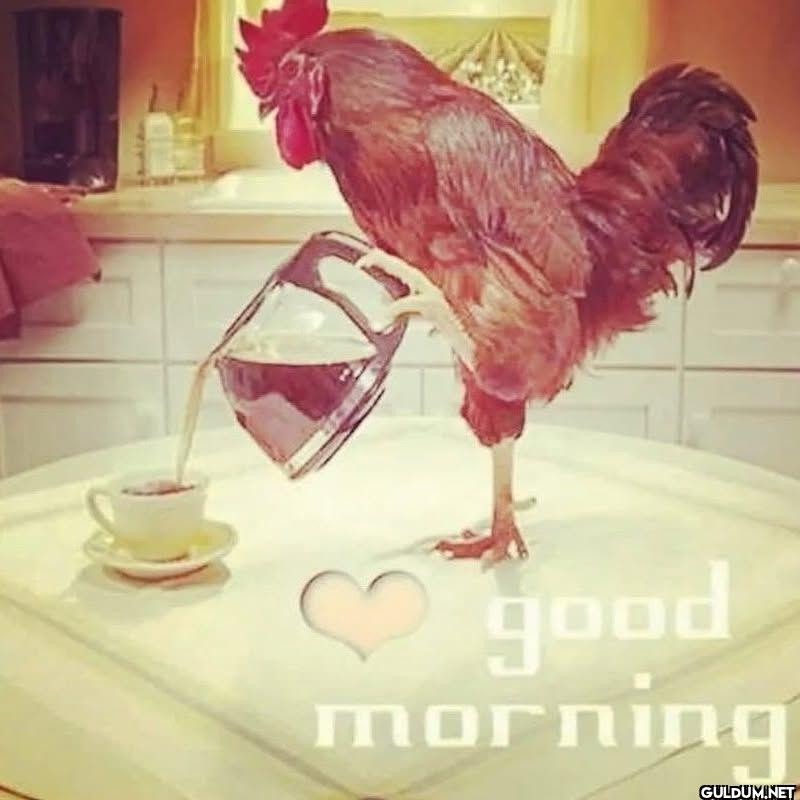good morning