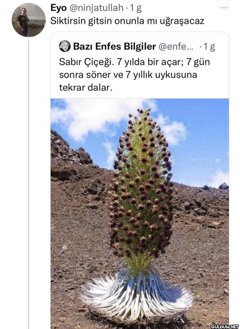 1g Siktirsin gitsin onunla...