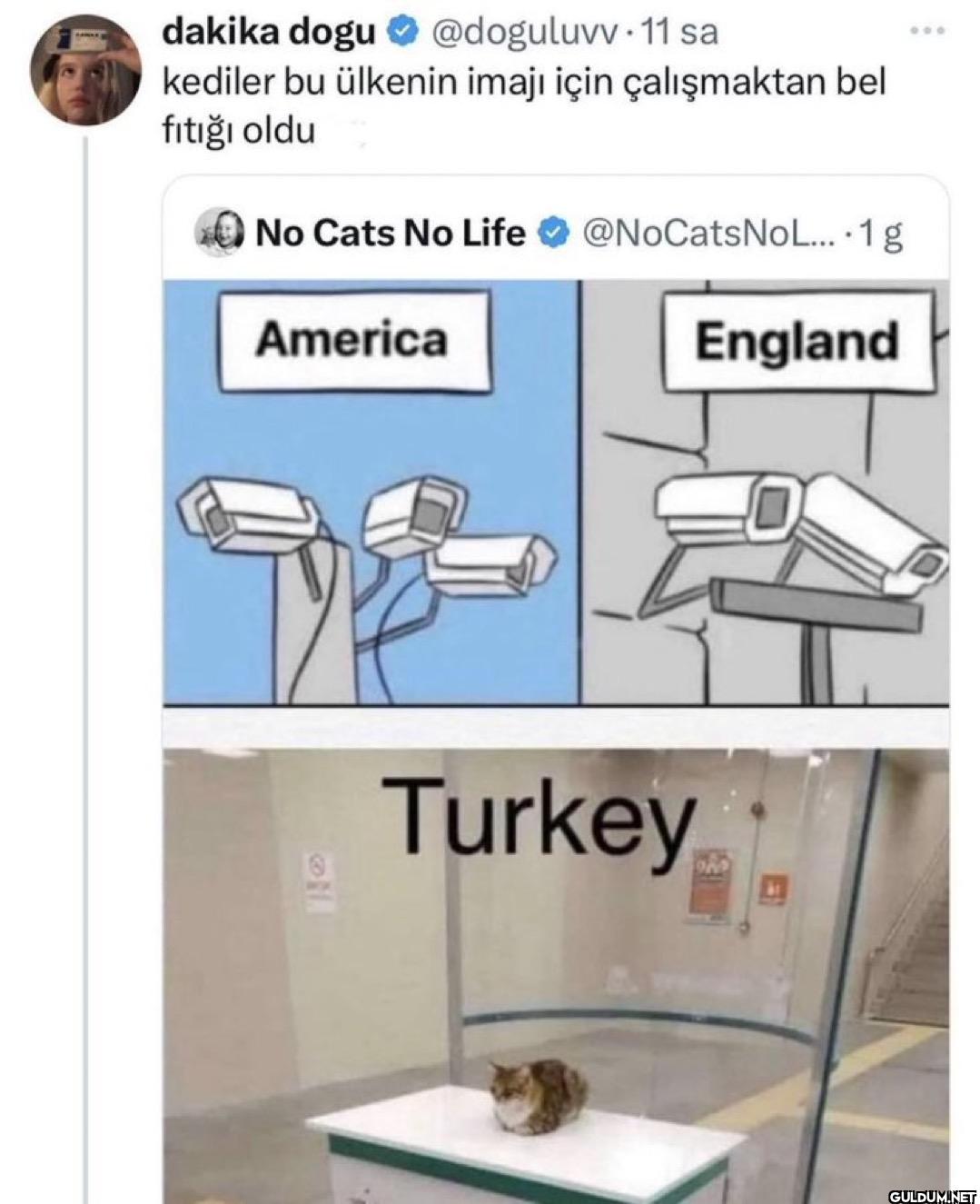 11 sa kediler bu ülkenin...