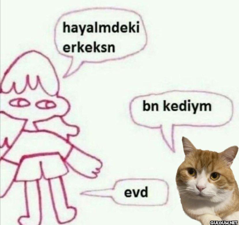 hayalmdeki erkeksn bn kediym evd