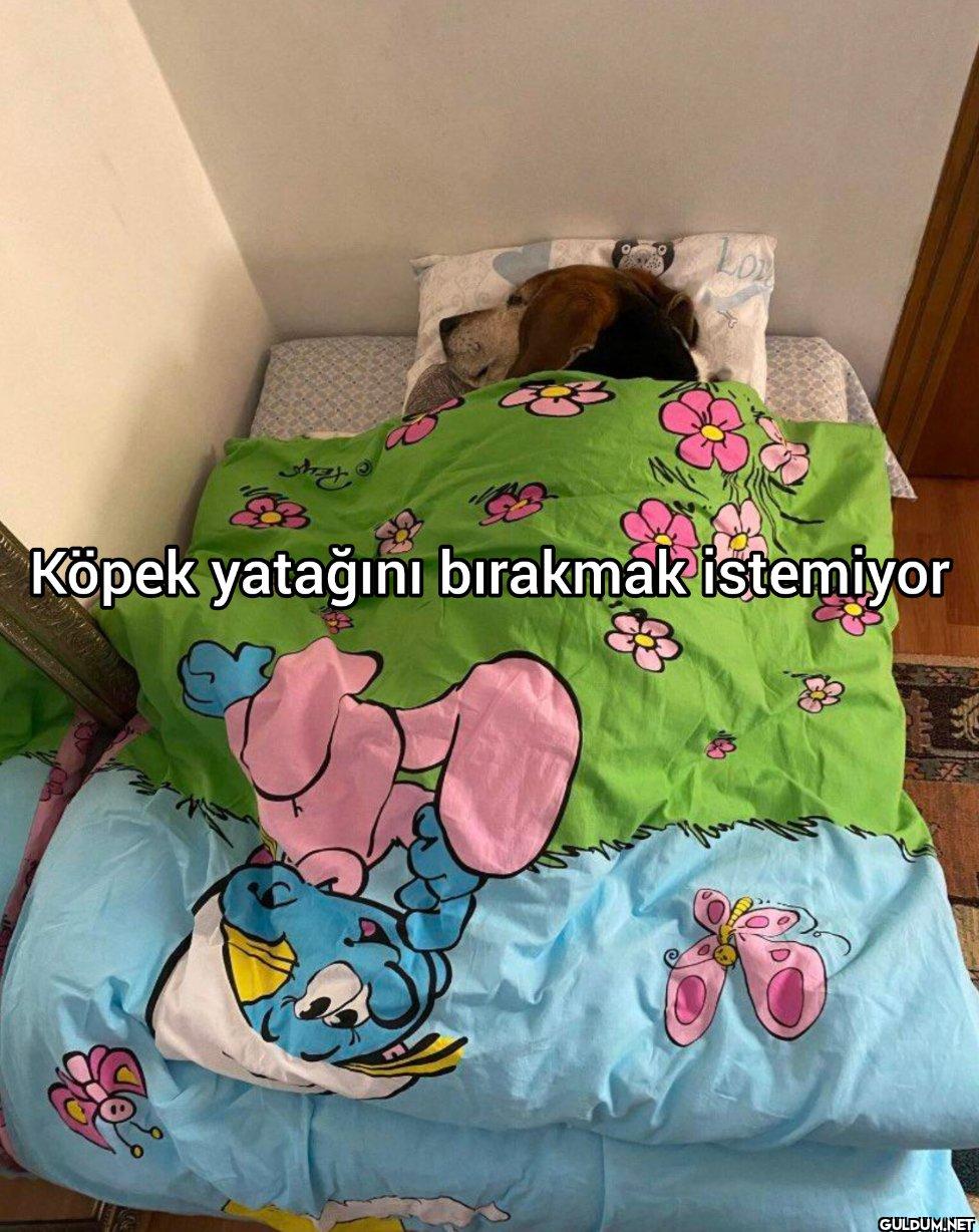 Köpek yatağını bırakmak istemiyor