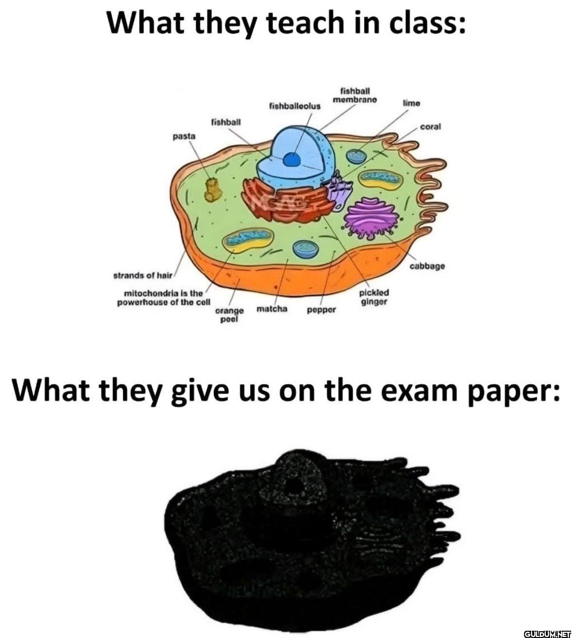 What they teach in class:...