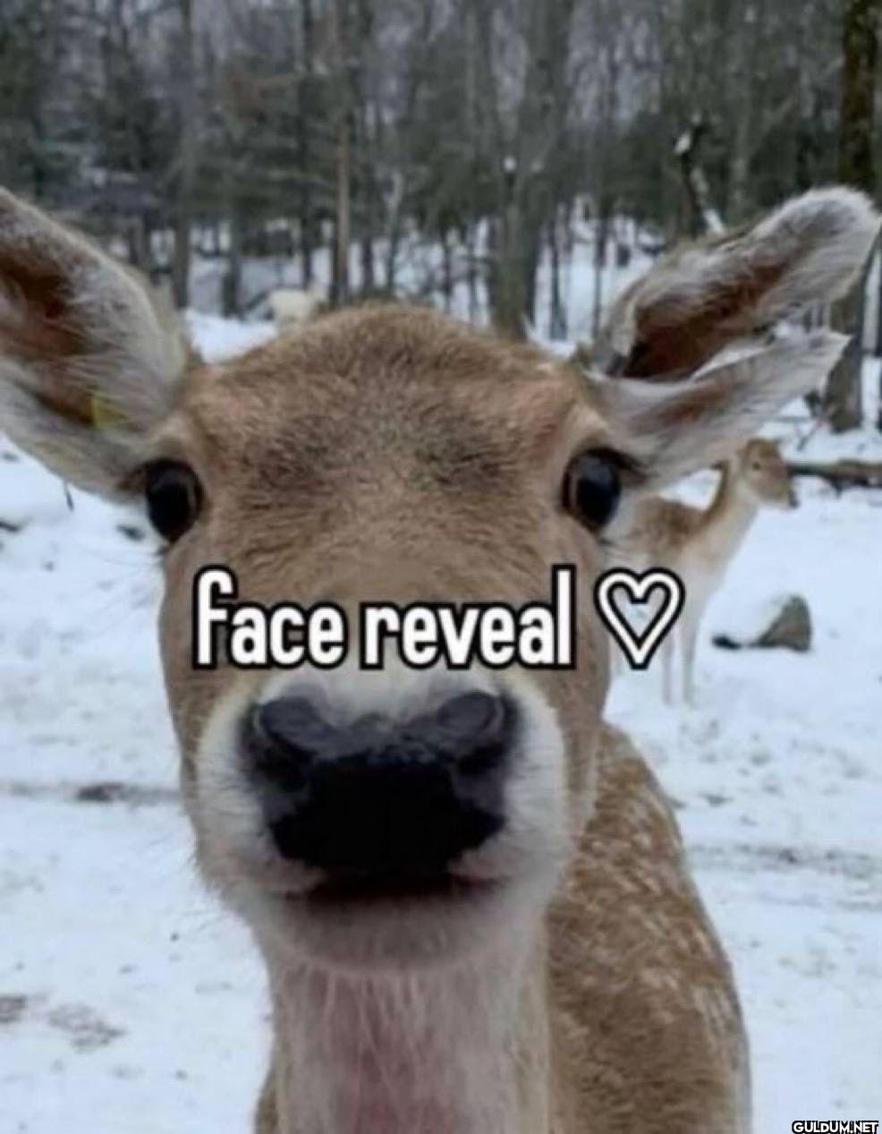face reveal♡