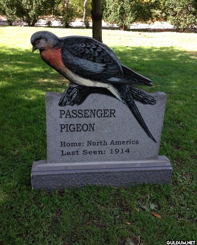 06. Passenger Pigeon (last...