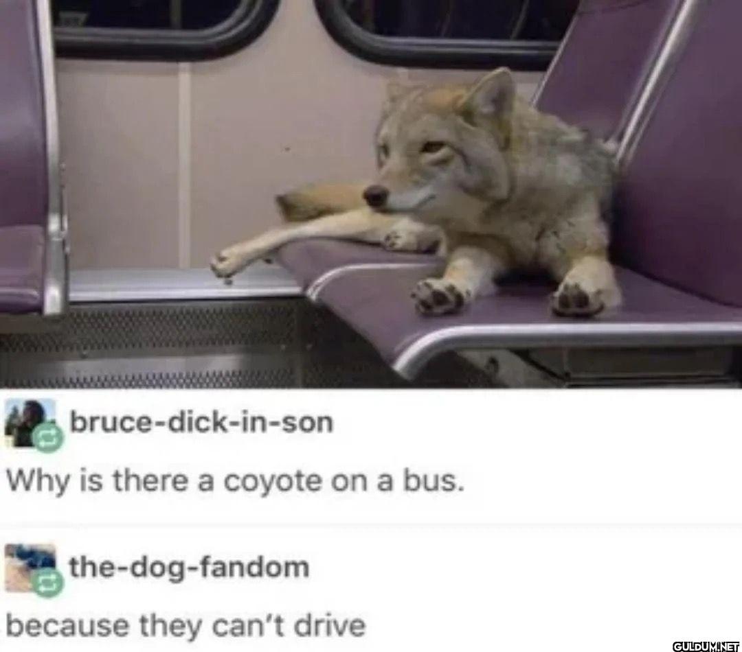 bruce-dick-in-son Why is...