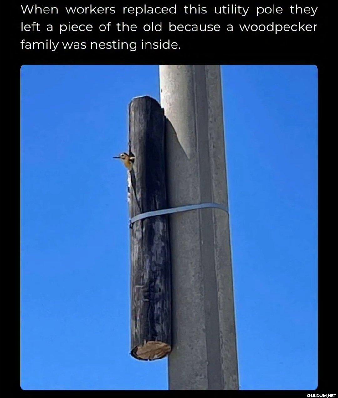 Humans can be wholesome   ...