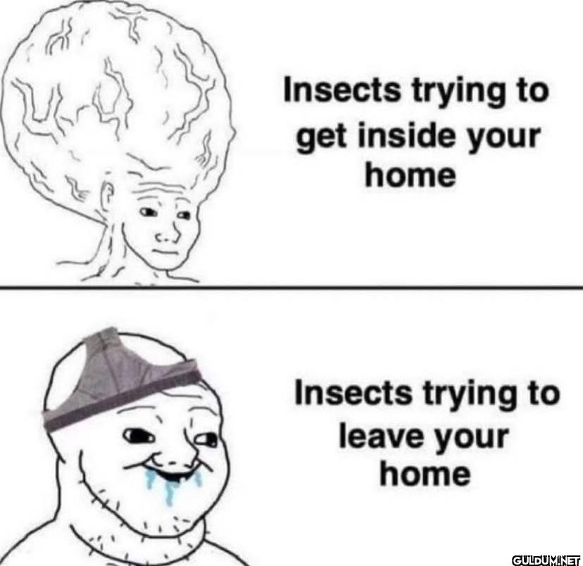 🤣    Insects trying to get...