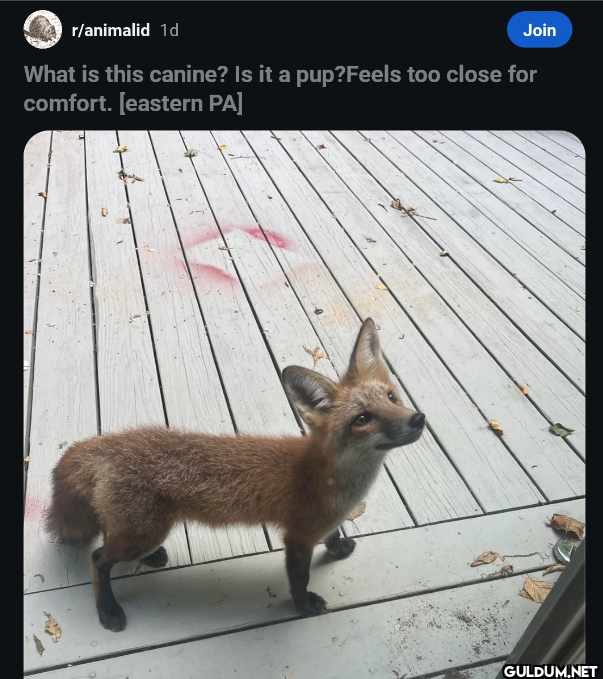 r/animalid 1d Join What is...