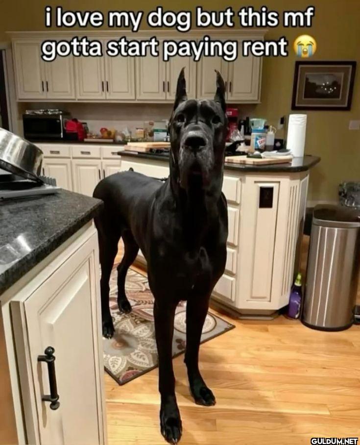 i love my dog but this mf...