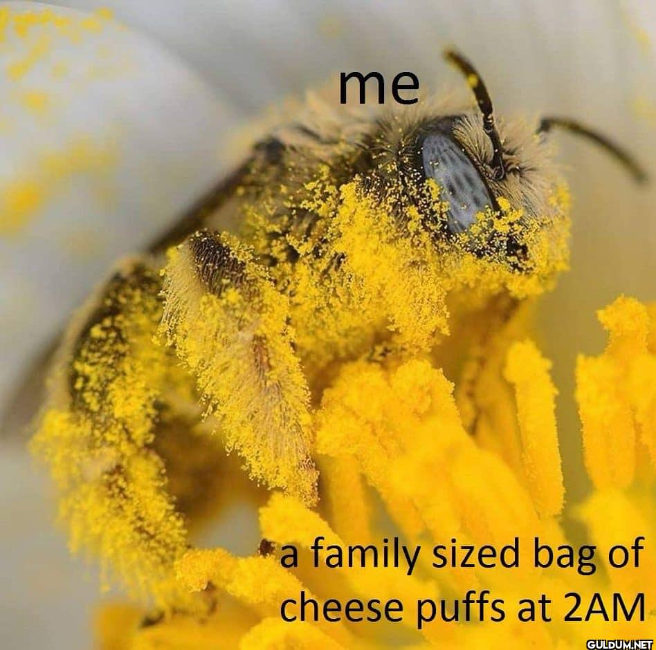 me a family sized bag of...