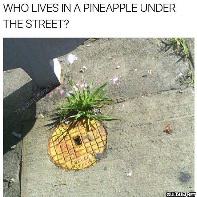 WHO LIVES IN A PINEAPPLE...