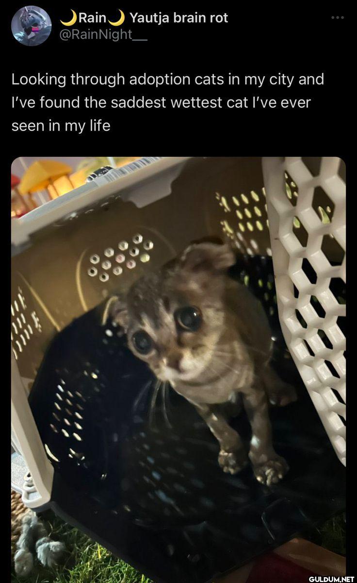 Looking through adoption...