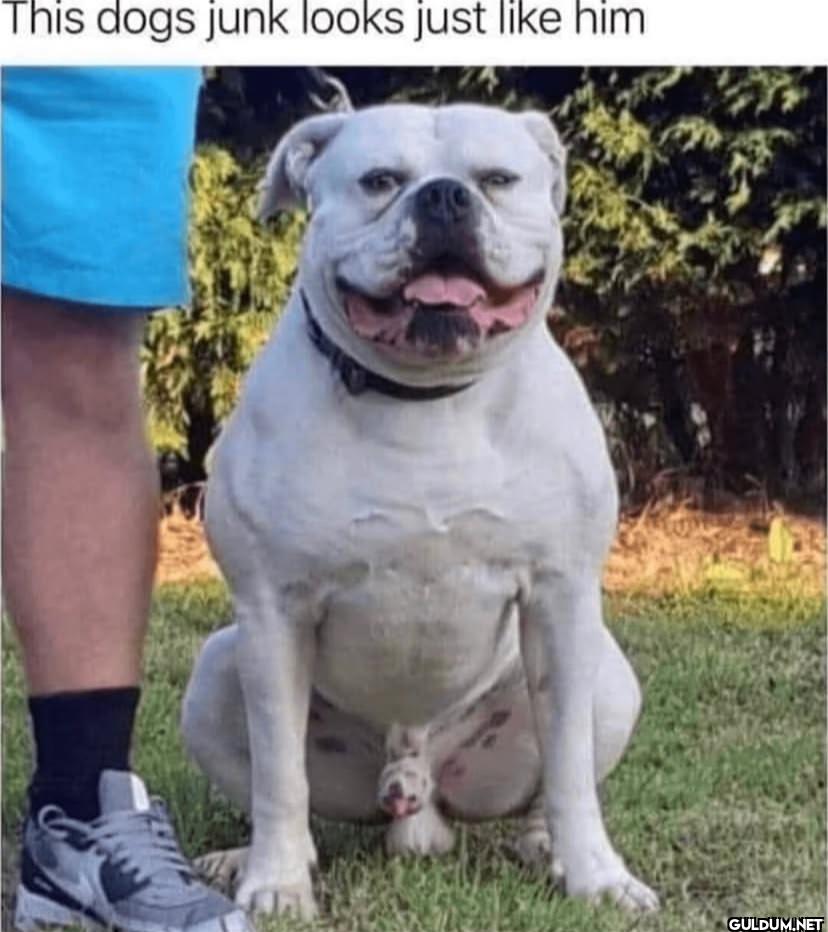 😂    This dogs junk looks...