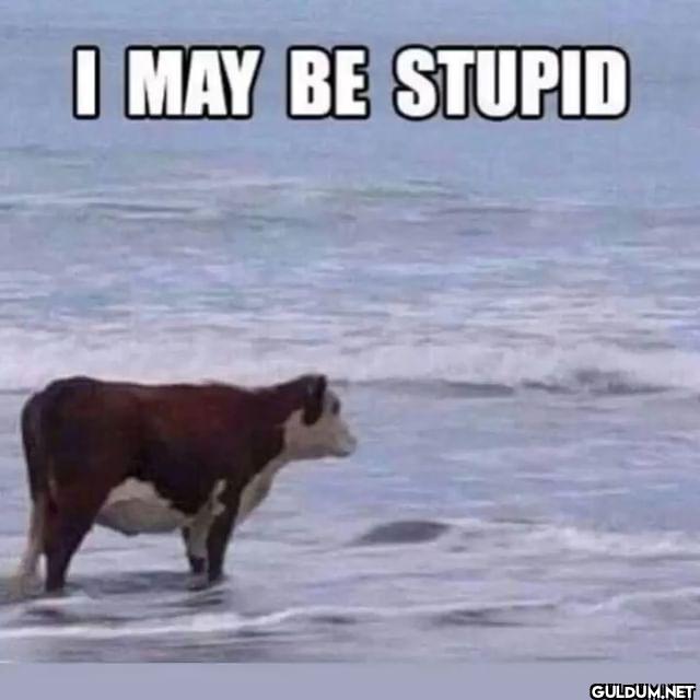 I MAY BE STUPID