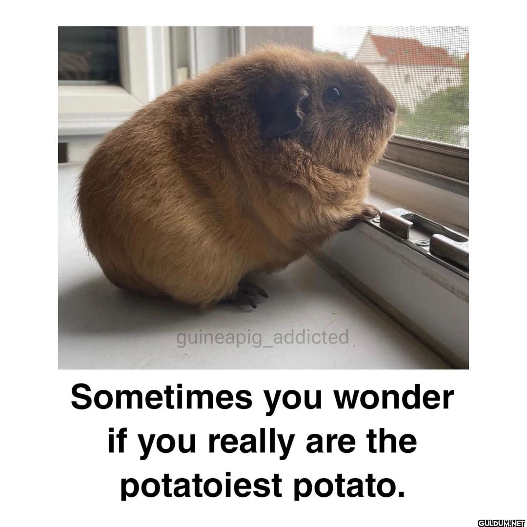 guineapig_addicted...