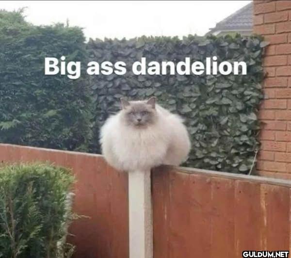 Big ass dandelion