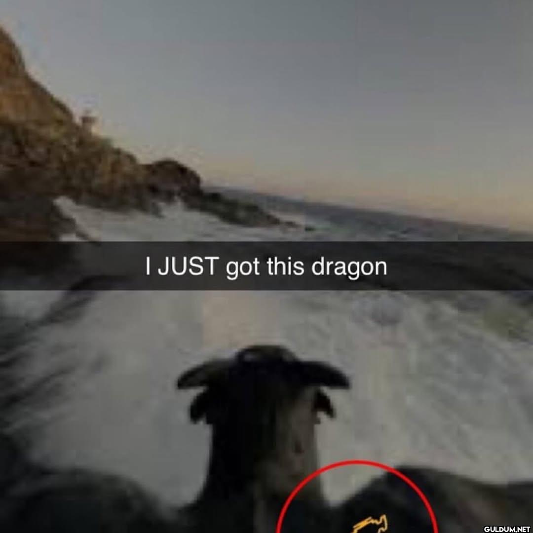 I JUST got this dragon