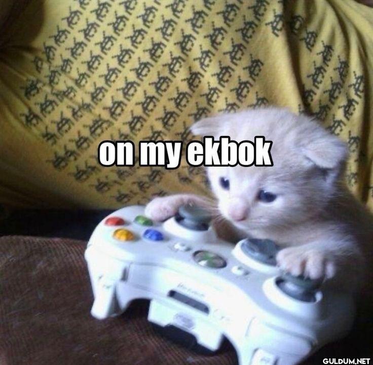 on my ekbok