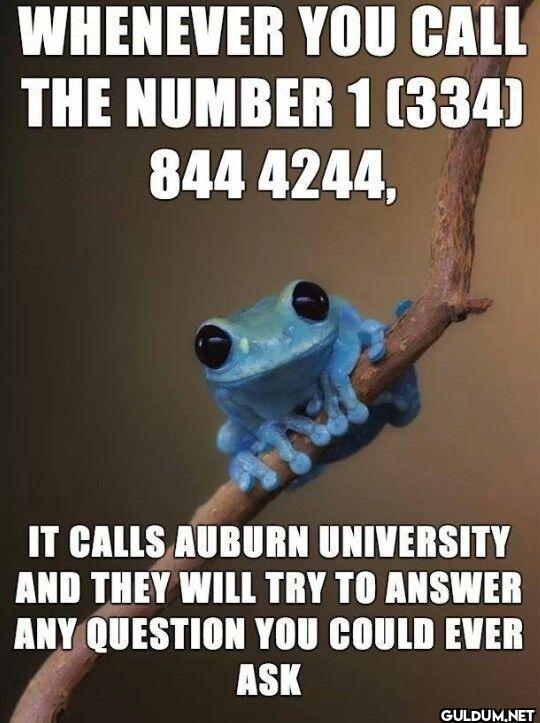 WHENEVER YOU CALL THE...