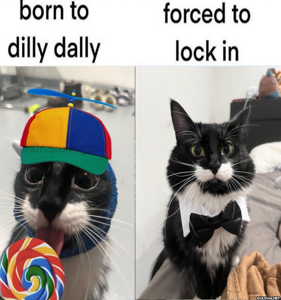 born to dilly dally forced...