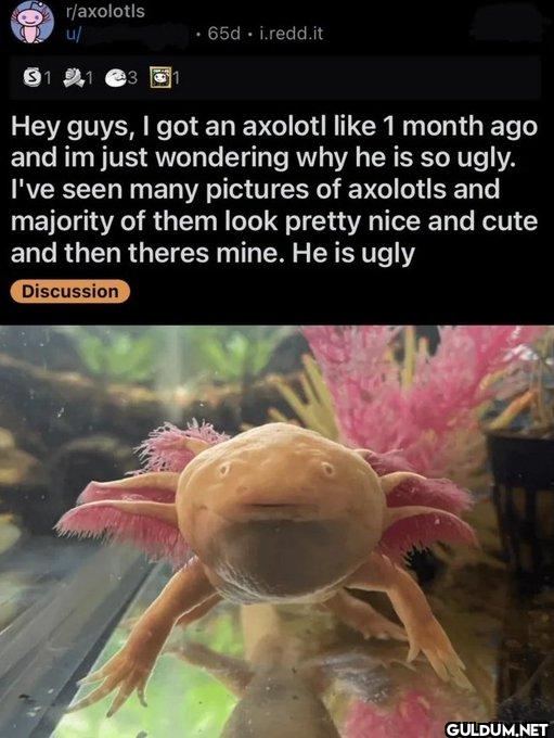 ㅤ    r/axolotls u/ $1 13 ⚫...