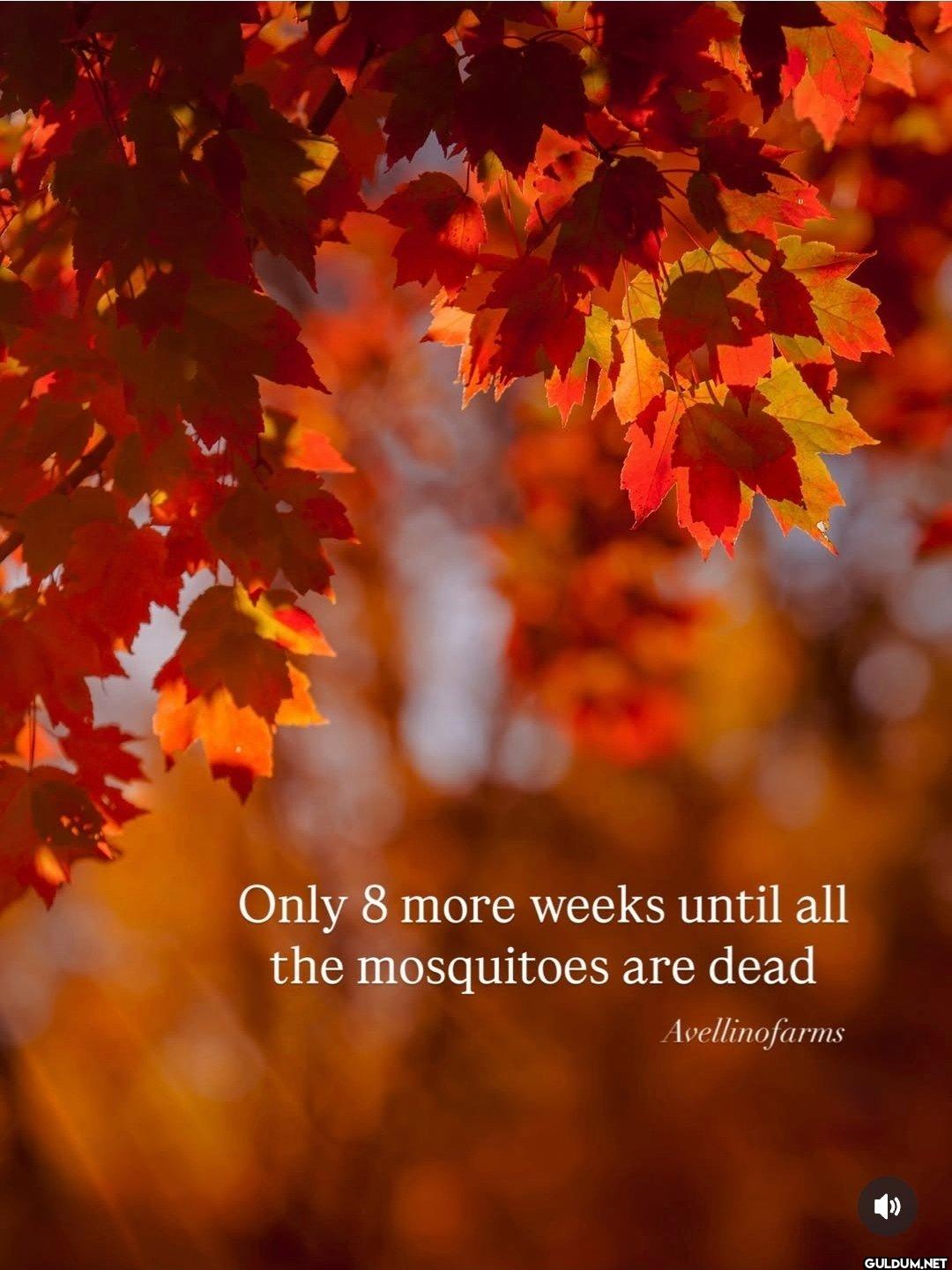 Can't wait.    Only 8 more...