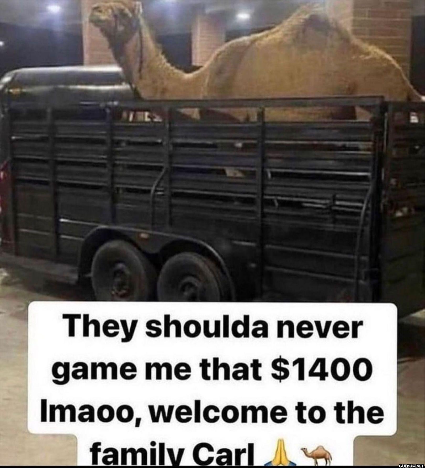 They shoulda never game me...