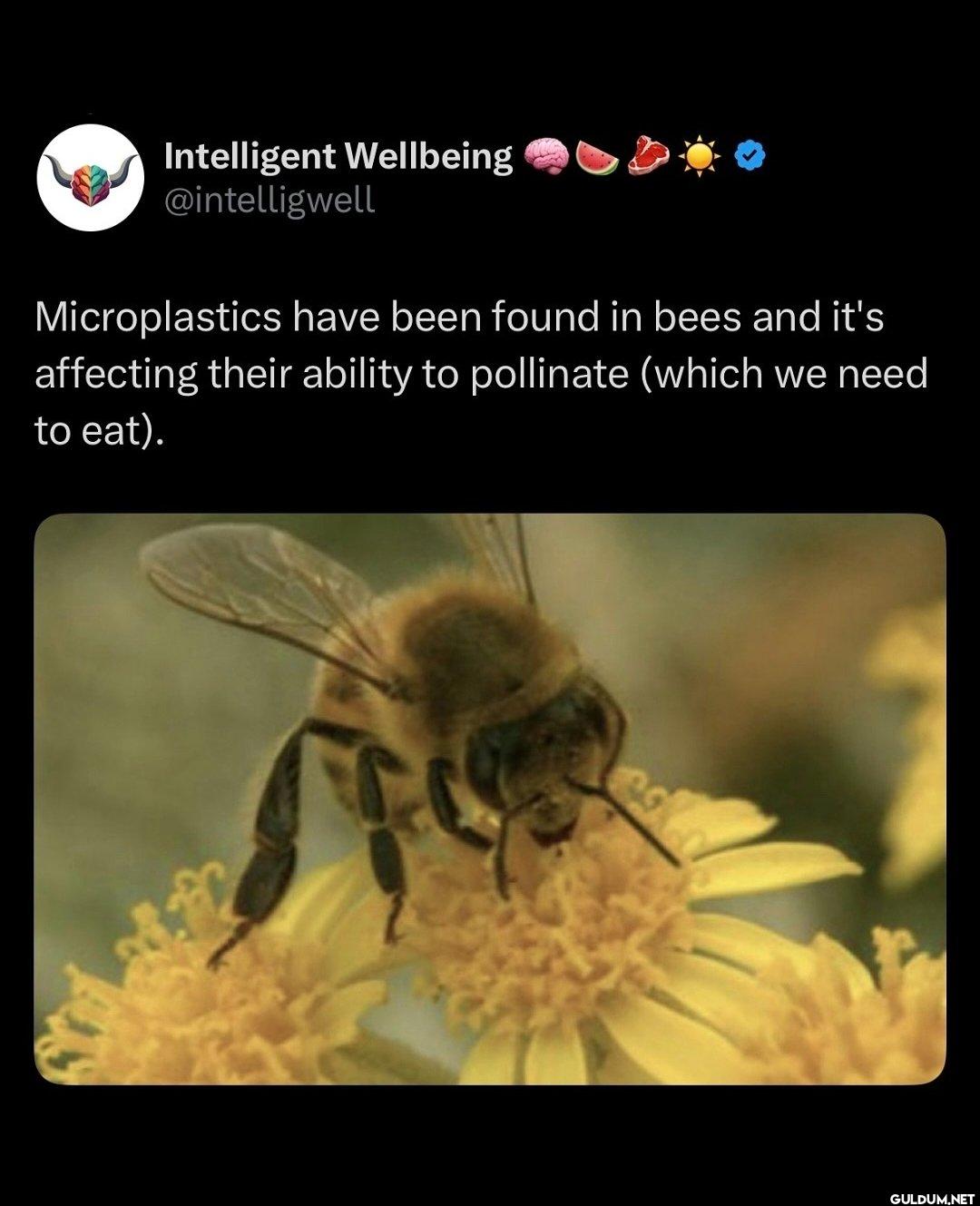 Microplastics have been...