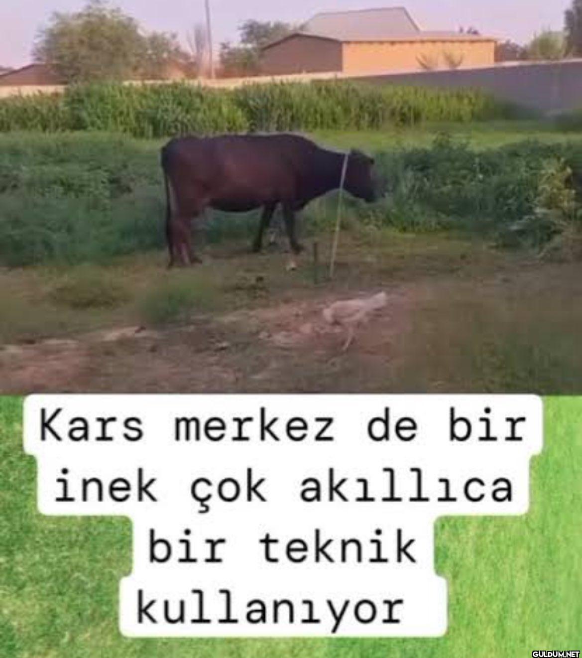 Kars merkez de bir inek...