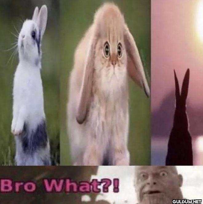 Bro What?!
