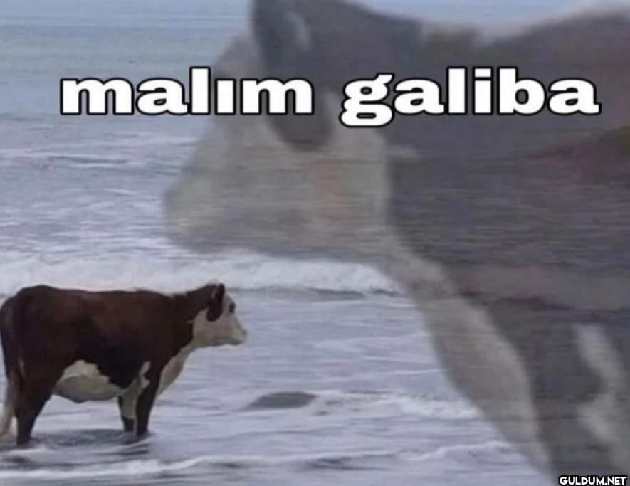 malım galiba