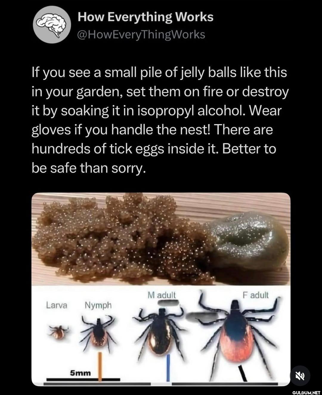 I'd burn my whole garden  ...