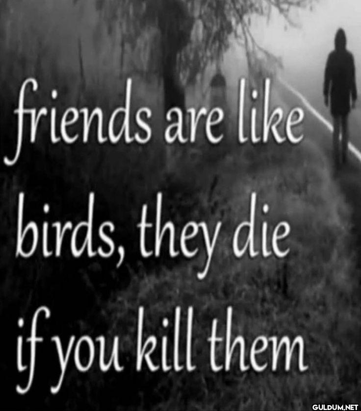 friends are birds, they...