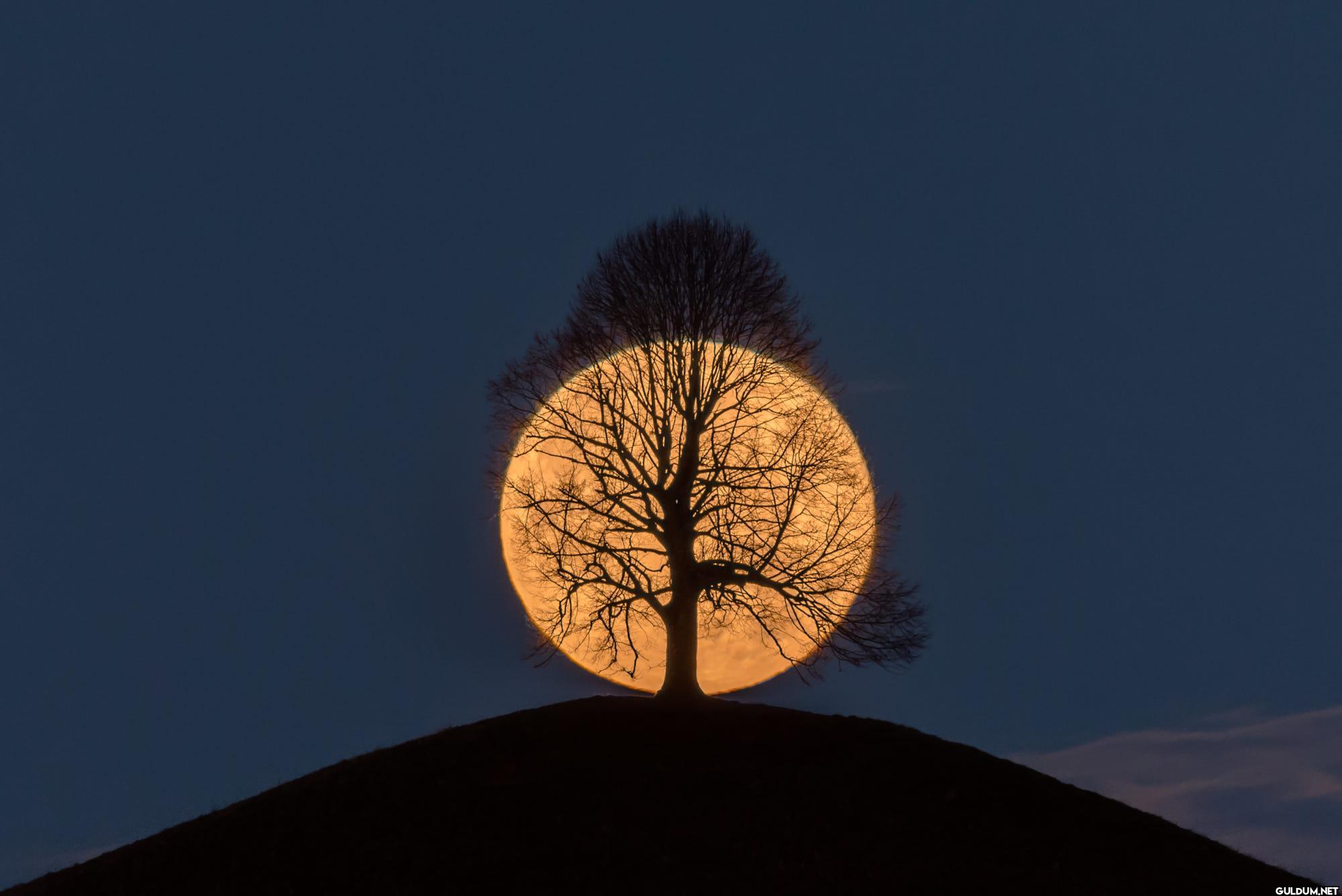 19. Moon rising behind a tree