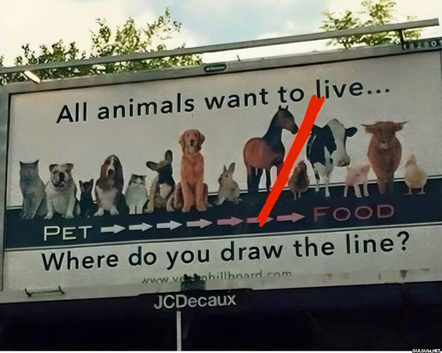 Right here    All animals...