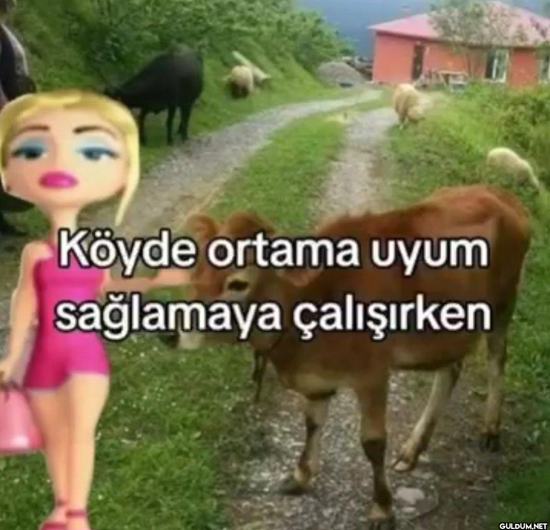 Köyde ortama uyum...